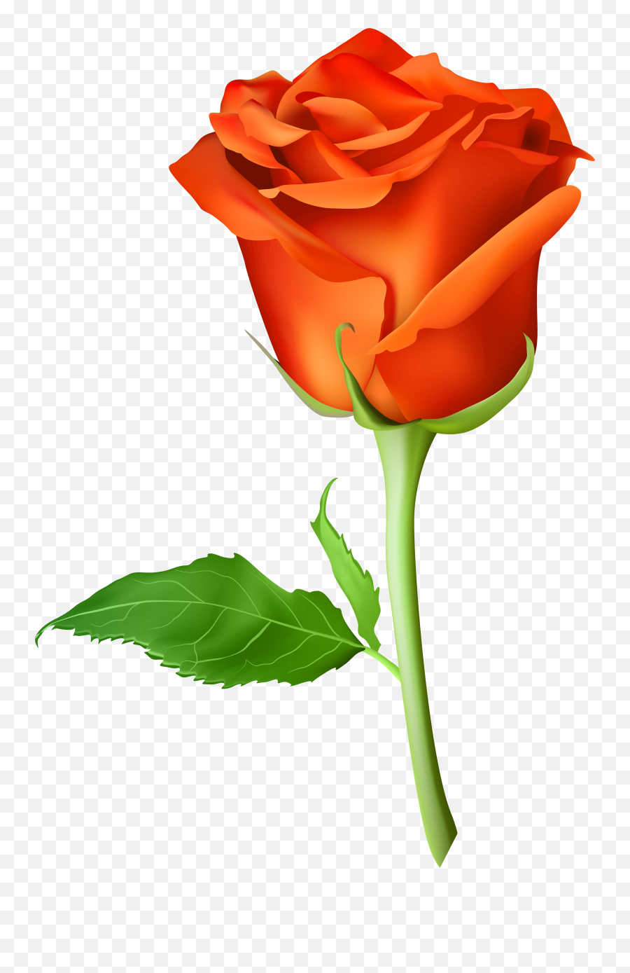 Rose Png Flower Images Free Download - Transparent Orange Rose Png,Flower Stem Png