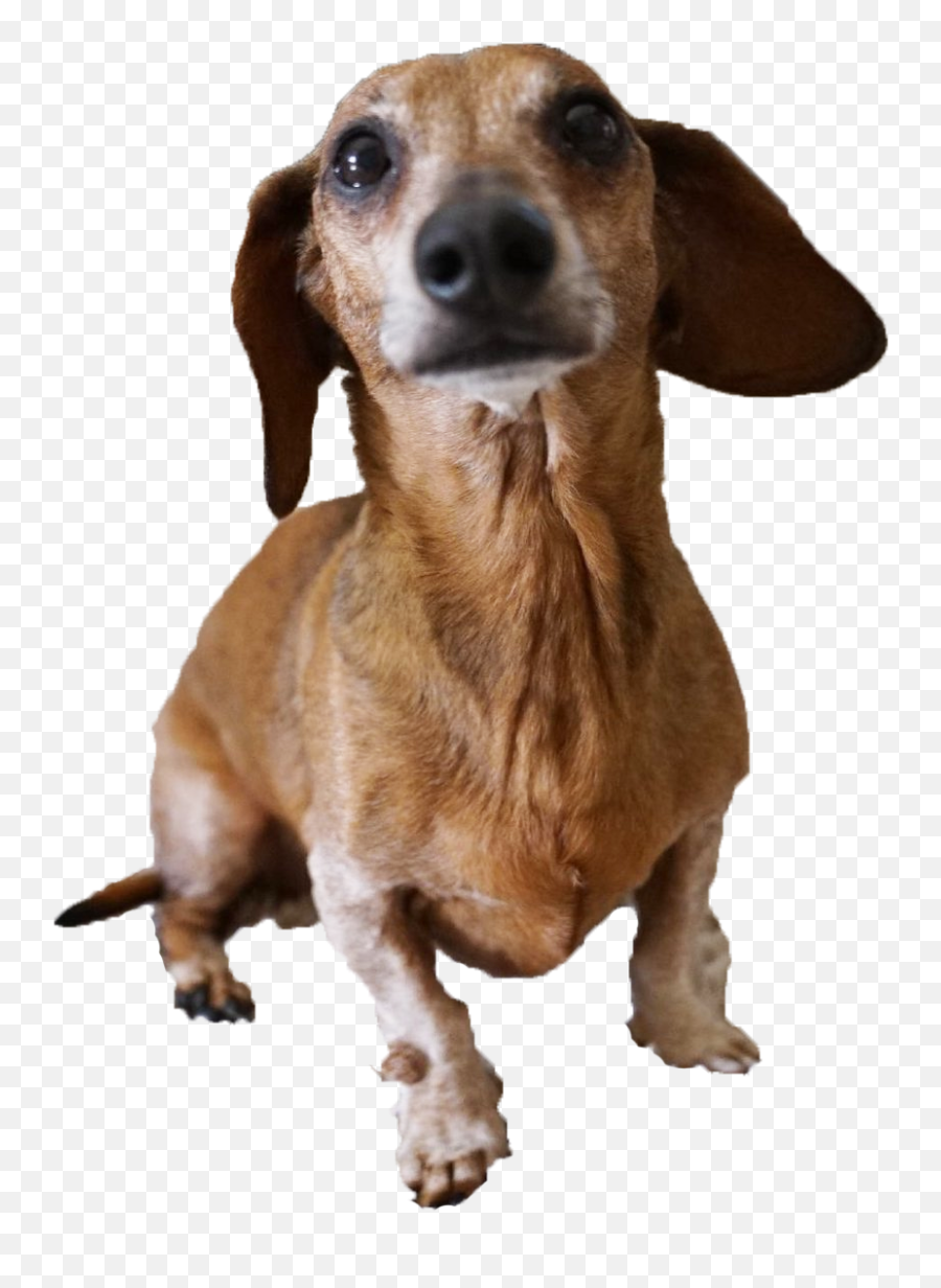 Jesse Please Put This In The 2hype Group Chat Jesser - Soft Png,Dachshund Icon