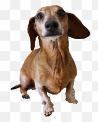 Jesse Please Put This In The 2hype Group Chat Jesser - Soft png