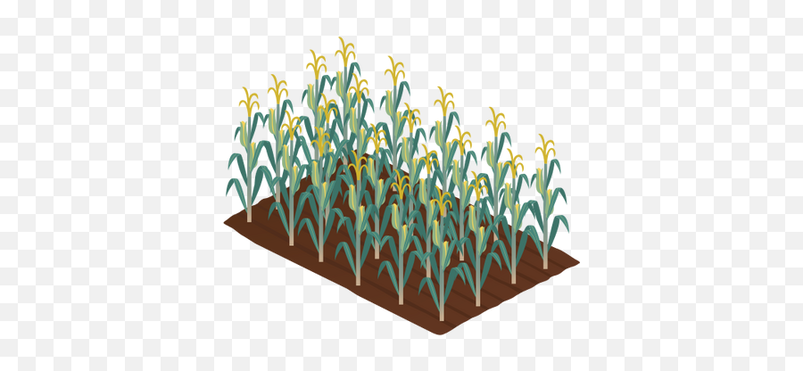Maizecorn Crop - Most Downloaded Vector Illustration Crops Transparent Corn Field Clipart Png,Corn Icon Png