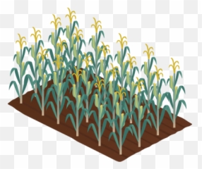 Maizecorn Crop - Most downloaded Vector Illustration Crops Transparent Corn Field Clipart png