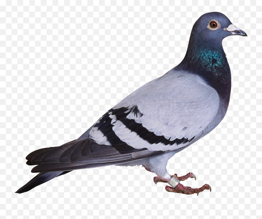 Pigeon Png Images Free Pictures Download Dove Transparent