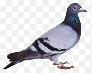 Pigeon Png Images Free Pictures Download Dove Transparent