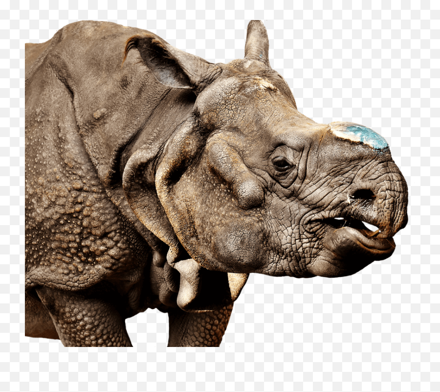 Transparent Png Image Free Clipart - Rhinoceros,Rhino Png