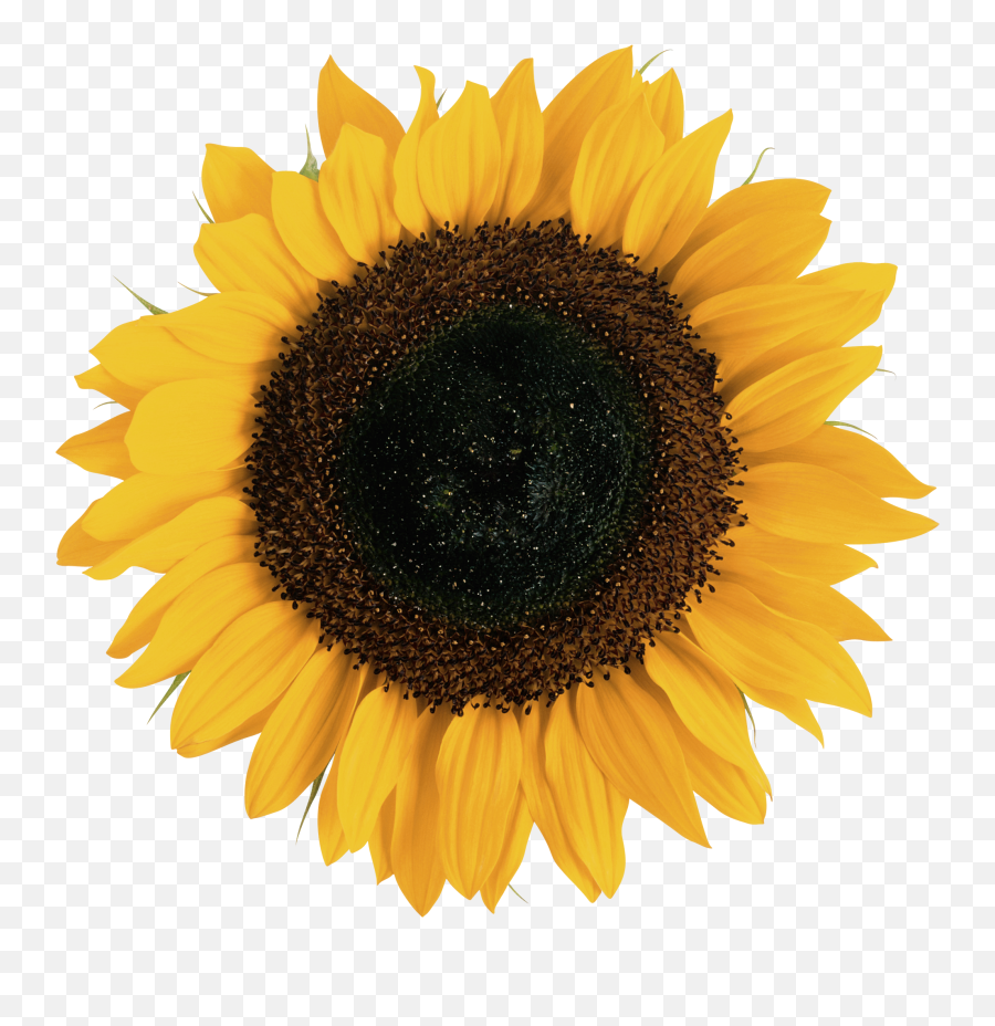 Sunflower Png In High Resolution - Clear Background Sunflower Transparent Png,Transparent Sunflower