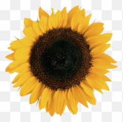 Sunflower Png In High Resolution - Clear Background Transparent