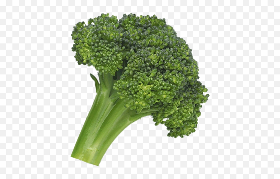 Png Broccoli - Green Food,Broccoli Transparent