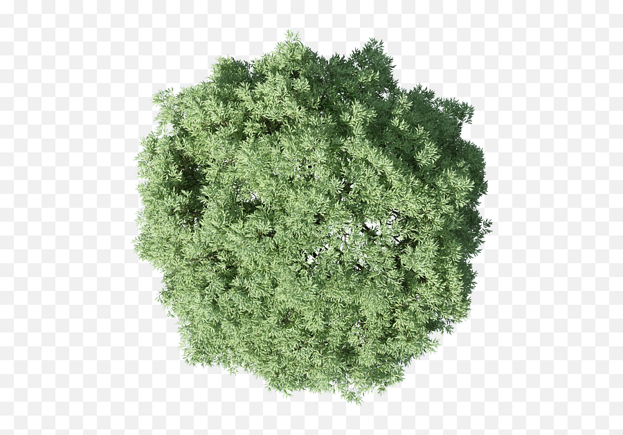 Trees Plan For Photoshop Png Files - Tree Photoshop Plan Png,Grass Top View Png