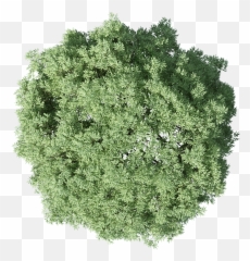 Trees Plan For Photoshop Png Files - Tree Photoshop Plan Png,Grass Top View Png