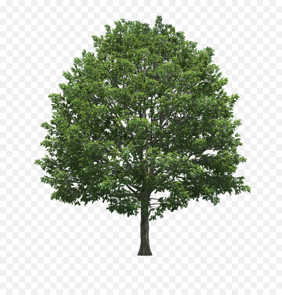 Swamp Trees Transparent Png Clipart - Tree Png Top View Isometric,Willow Tree Png