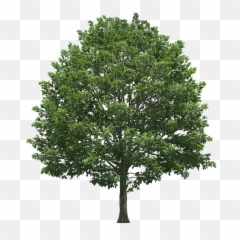 Swamp Trees Transparent Png Clipart - Tree Png Top View Isometric,Willow Tree Png