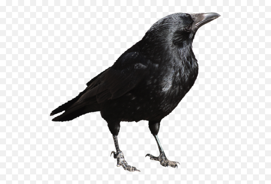 Download Free Png Crow Transparent - Crow Transparent Png,Crow Transparent