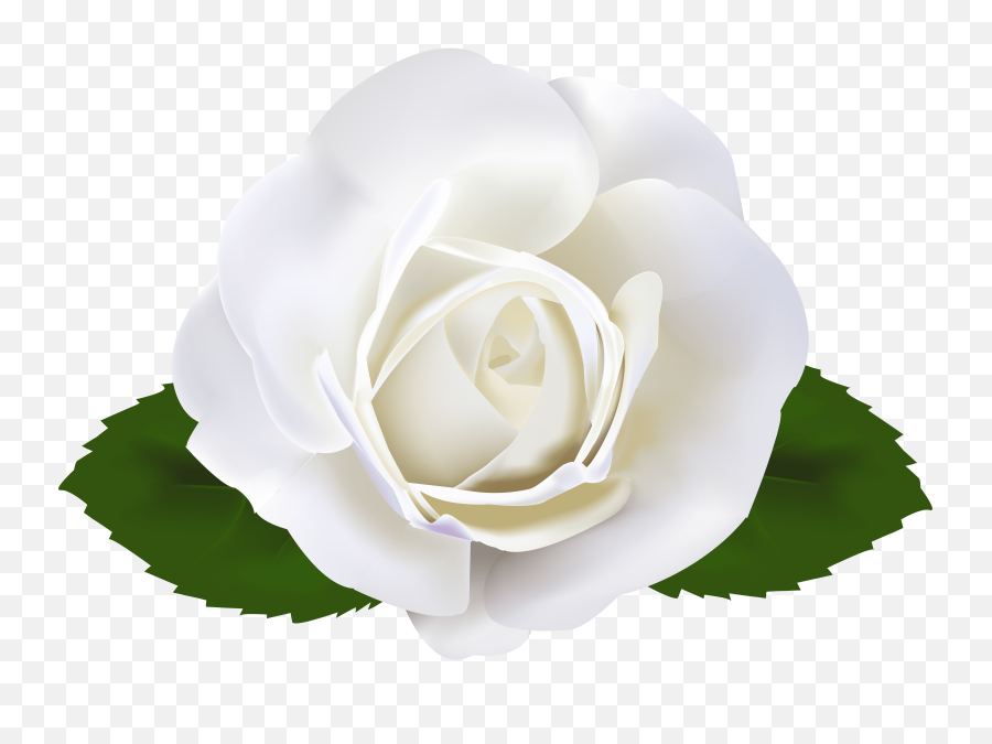 Garden Roses Clip Art - White Rose Clipart Png,White Roses Png