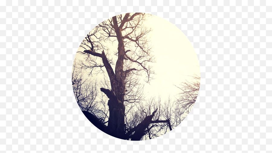 Download Dead - Tree Tree Full Size Png Image Pngkit Tree,Dead Tree Png