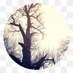 Download Dead - tree Tree Full Size PNG Image PNGkit