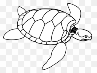 Turtle Png Clip Arts For Web - Clip Arts Free Png Backgrounds Draw A Turtle Shell,Turtle Clipart Png