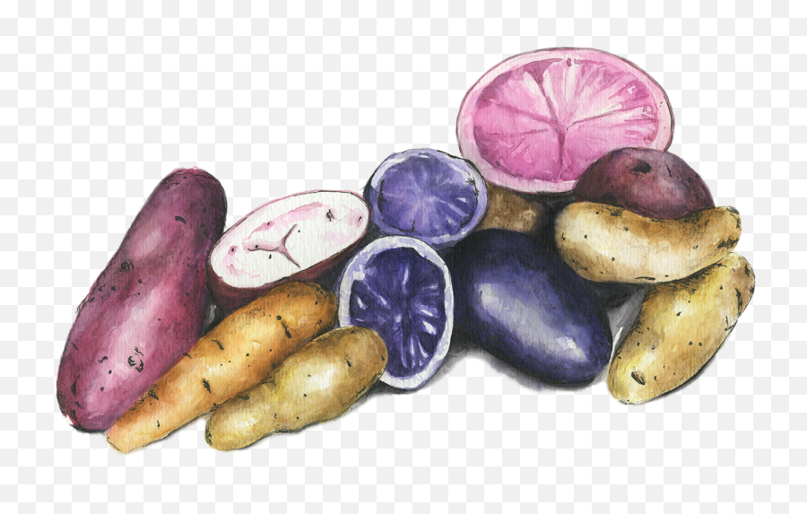 Potatoes - Tuber Png,Potatoes Png