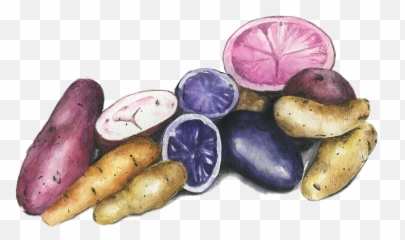 Potatoes - Tuber Png,Potatoes Png
