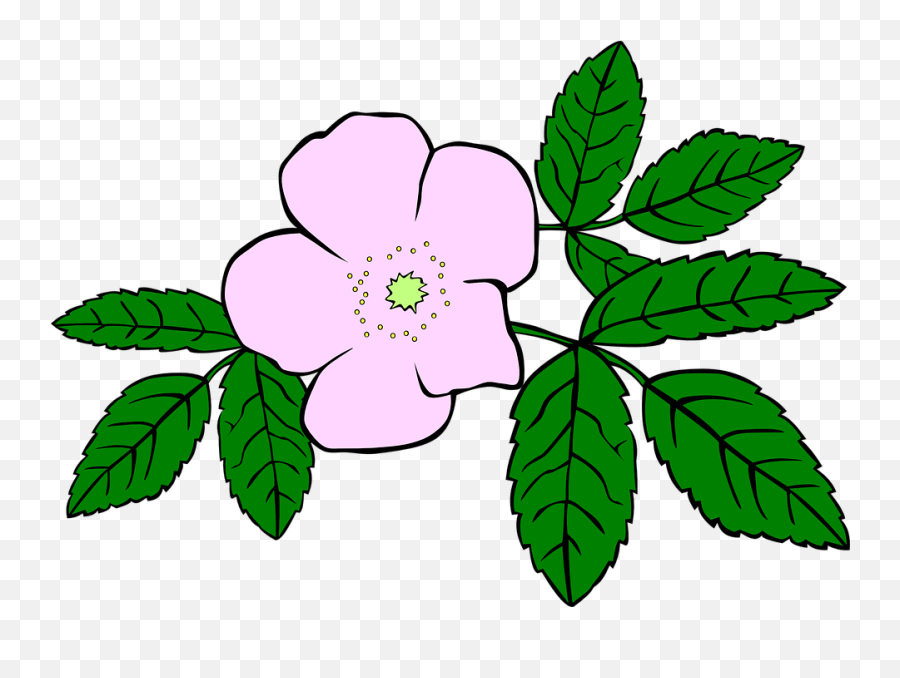 Rosa Rose Purple - Free Vector Graphic On Pixabay Wild Flower Clipart Png,Purple Rose Png
