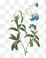 Vintage Blue Flower Png Clipart - Botanical Inspirations By Lynn Araujo,Blue Flower Png