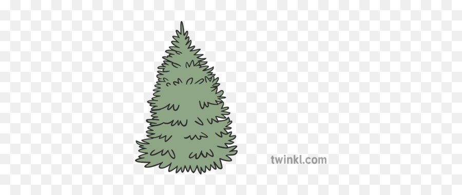 Spruce Tree Illustration - Twinkl Christmas Tree Png,Spruce Tree Png