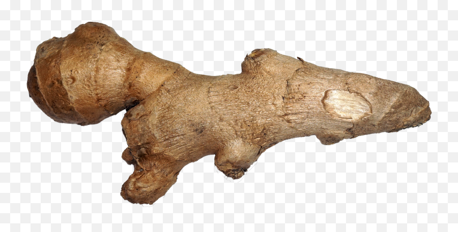 Ginger - Ginger Png,Ginger Png