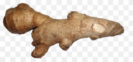 Ginger - Ginger Png,Ginger Png