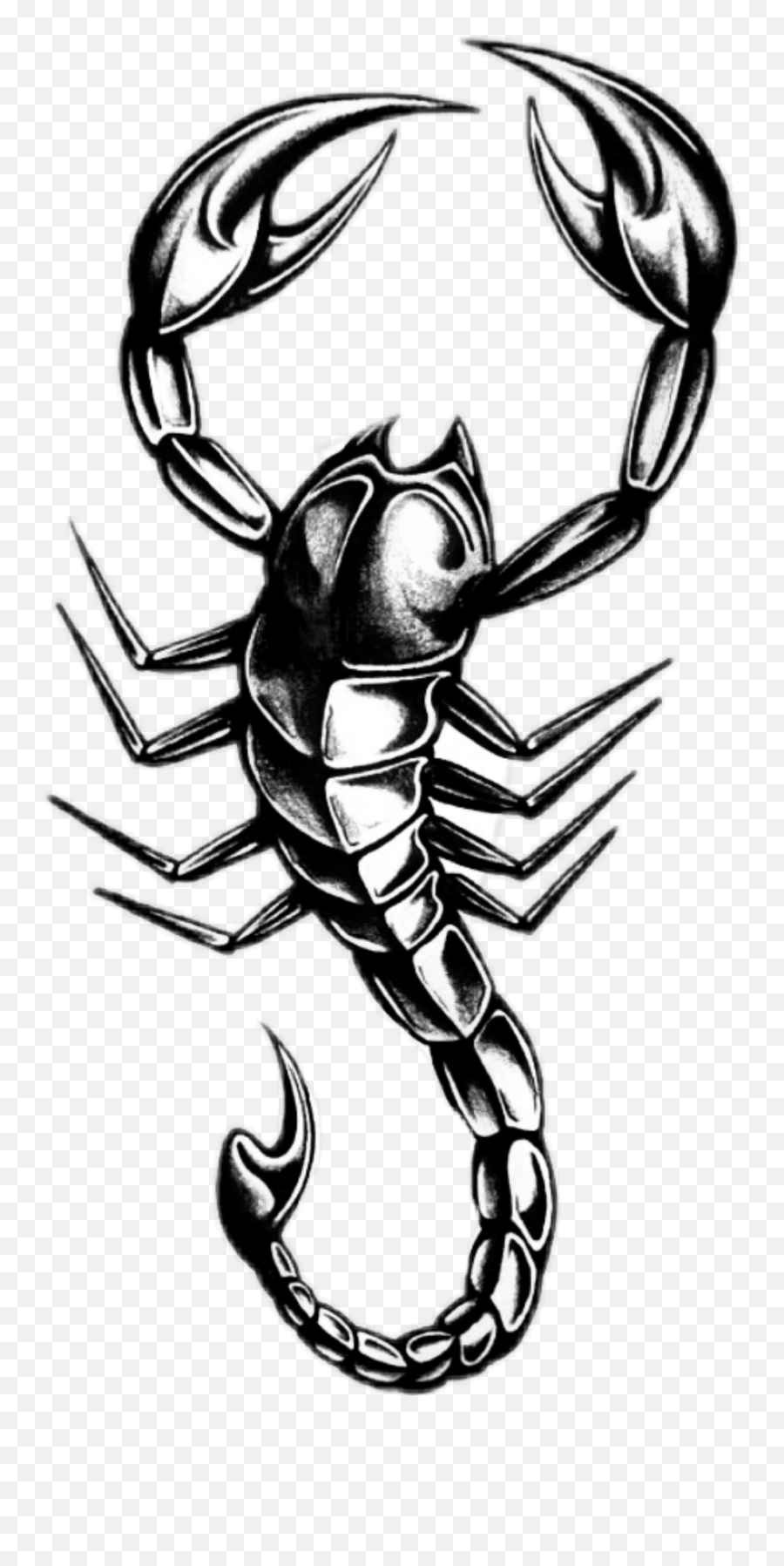 Scorpion Sticker By Roseocean24 - Scorpio Don T Study Me You Won T Graduate Png,Scorpion Transparent Background