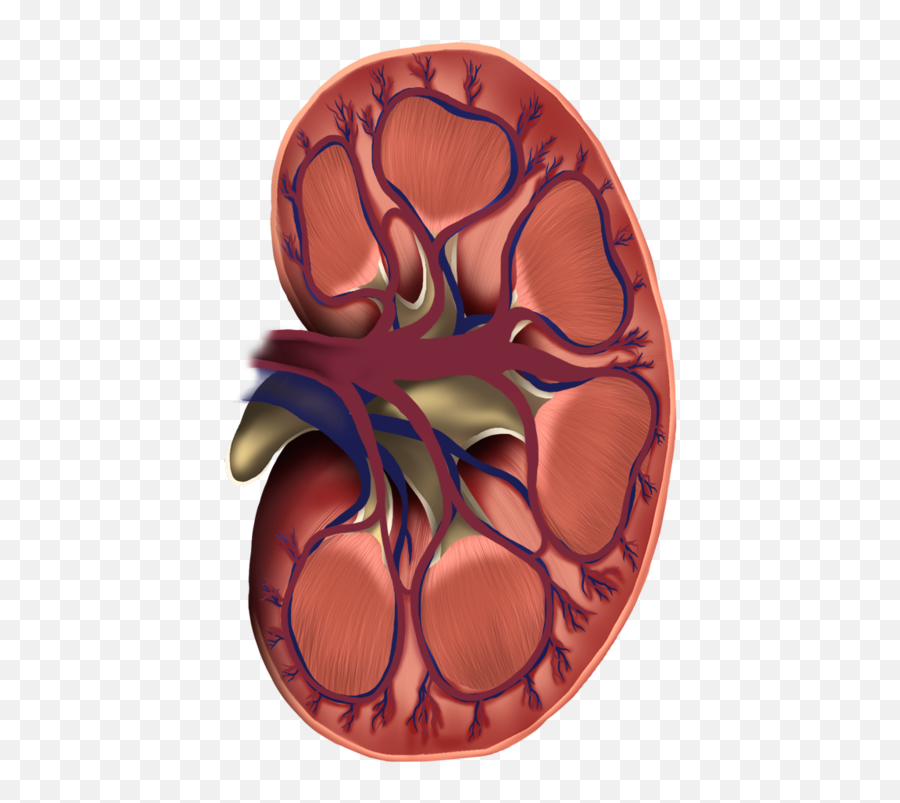 Download Kidney Cross Section - Gambar Organ Ginjal Animasi Png,Kidney Png