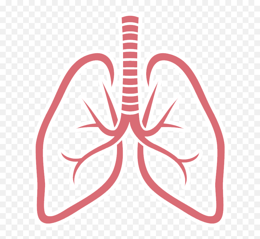 Download Free Png Lungs Picture - Lung Png,Lung Png