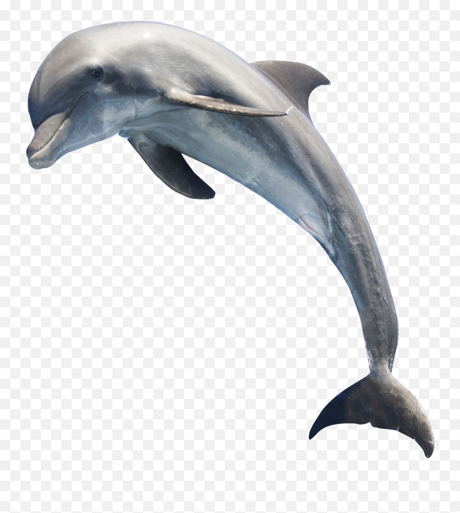 Common Bottlenose Dolphin Whale - Dolphin Png,Dolphin Transparent Background