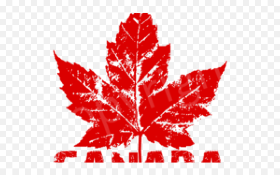 Canada Maple Leaf - Canadian Maple Leaf Png,Maple Png