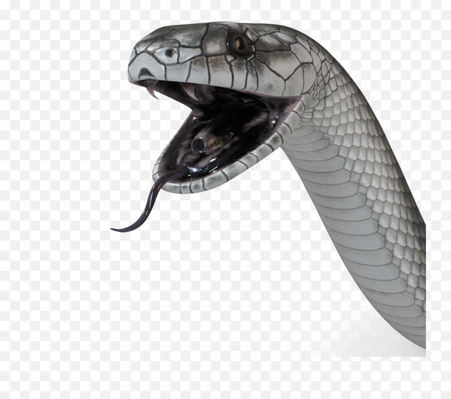 Black Mamba Snake Png High - Black Mamba Snake Png,Snakes Png