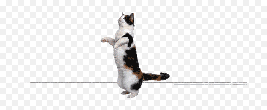 Top Cat Dancing Stickers For Android Png Gif Transparent
