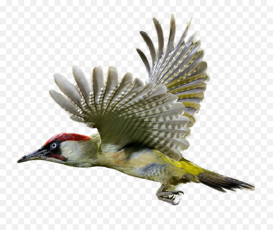 Download Woodpecker Clipart Realistic - Green Woodpecker Png,Woodpecker Png
