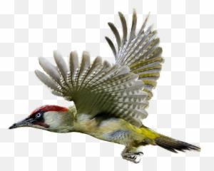 Download Woodpecker Clipart Realistic - Green Woodpecker Png,Woodpecker Png