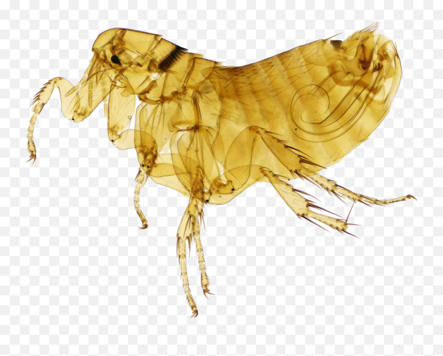 Flea Png Hd Quality - Cat Flea,Flea Png