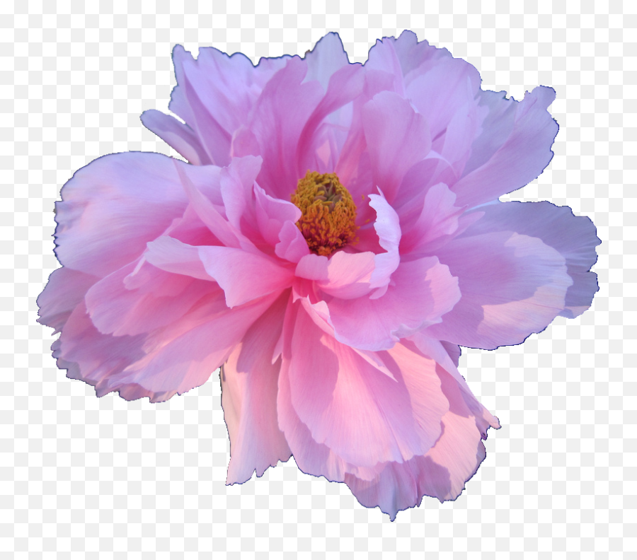 Download Hd Pink Peony Paeonia Veitchii Transparent Flowers - Aesthetic Flowers Transparent Background Png,Transparent Pink Flowers