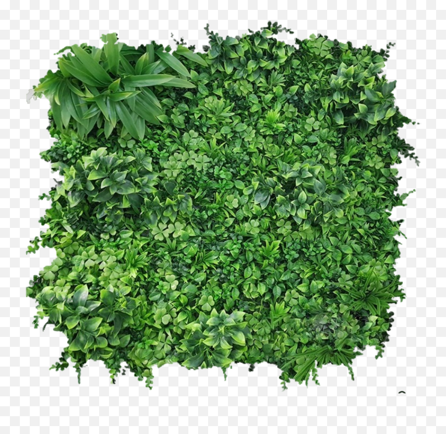 Green Walls U2014 Lush Greenery - Fines Herbes Png,Wall Vines Png