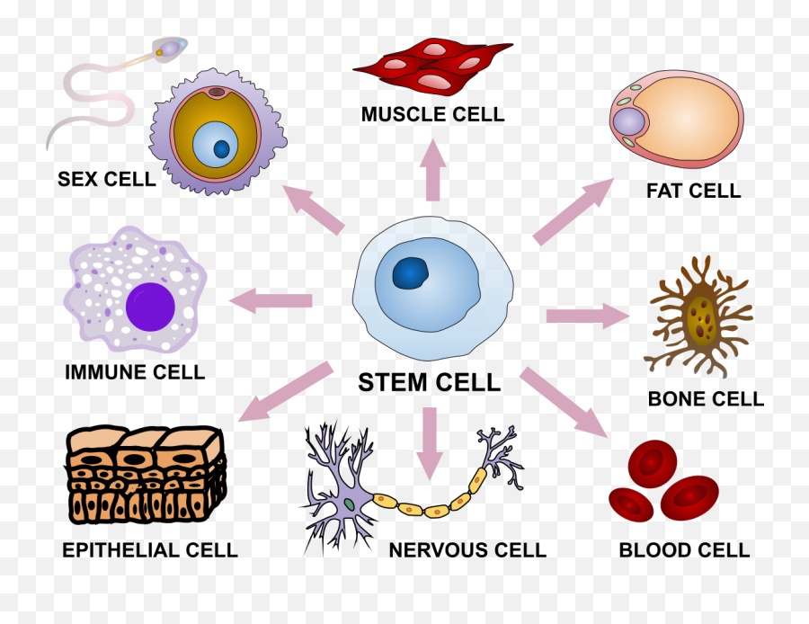 Stem Cell Differentiation - Function Of Stem Cells Png,Differentiation Icon