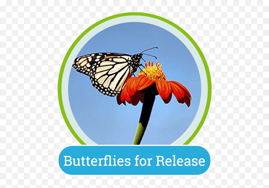 Butterfly Encounter U2013 Lukas Nursery - Monarch Butterfly Png,Monarch Butterfly Icon