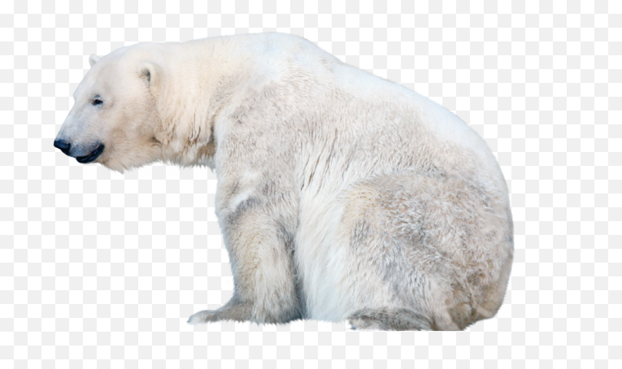 Download Polar Bear Png Free - Polar Bear White Background,Polar Bear Png