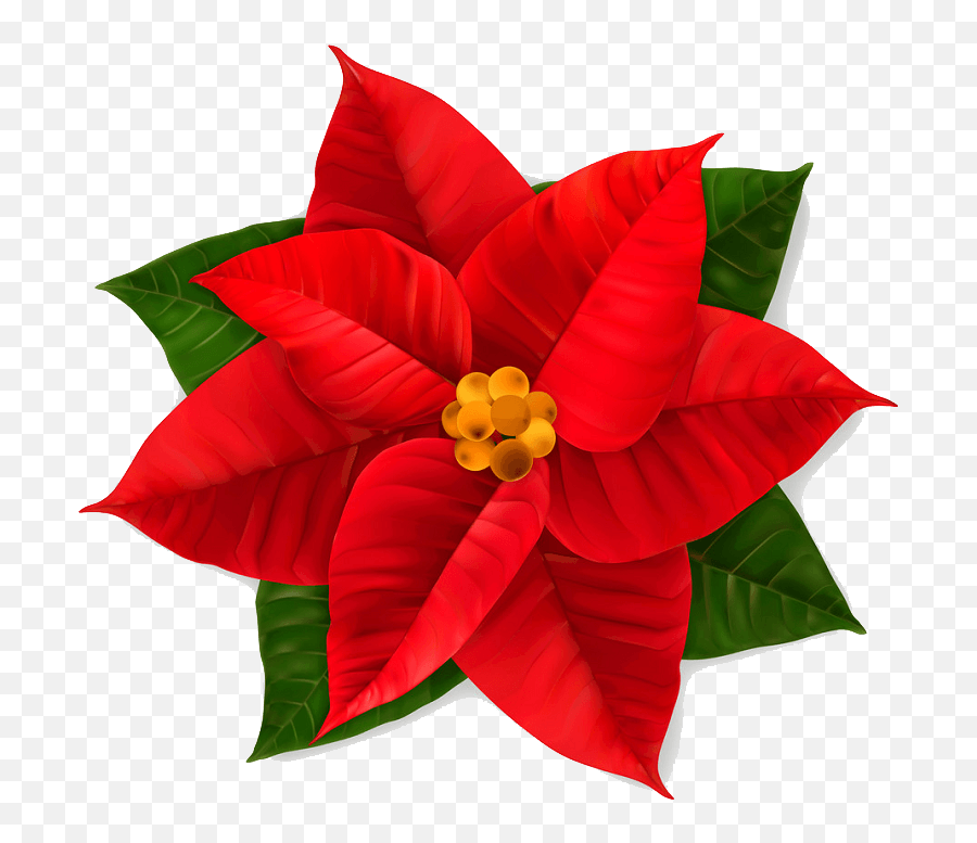 Poinsettia Clipart Transparent 4 - Graphics Png,Poinsettia Icon Png