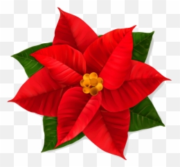 Poinsettia Clipart Transparent 4 - Graphics Png,Poinsettia Icon Png