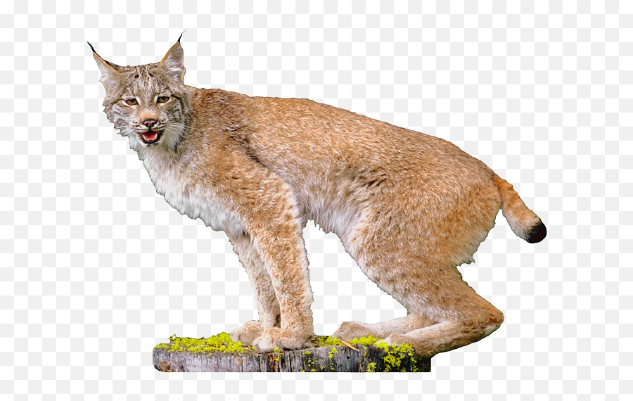 Download Free Lynx Picture Icon Favicon - Transparent Lynx Png,Lynx Icon