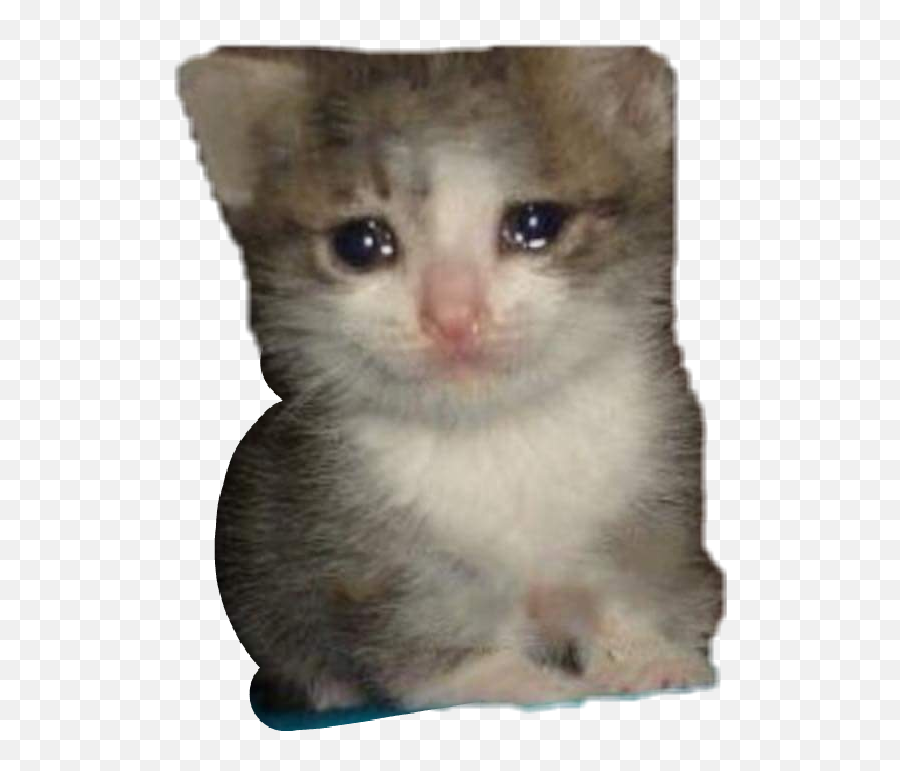 Sad Cat Meme Png 4 Image - Crying Cat Meme,Sad Cat Png