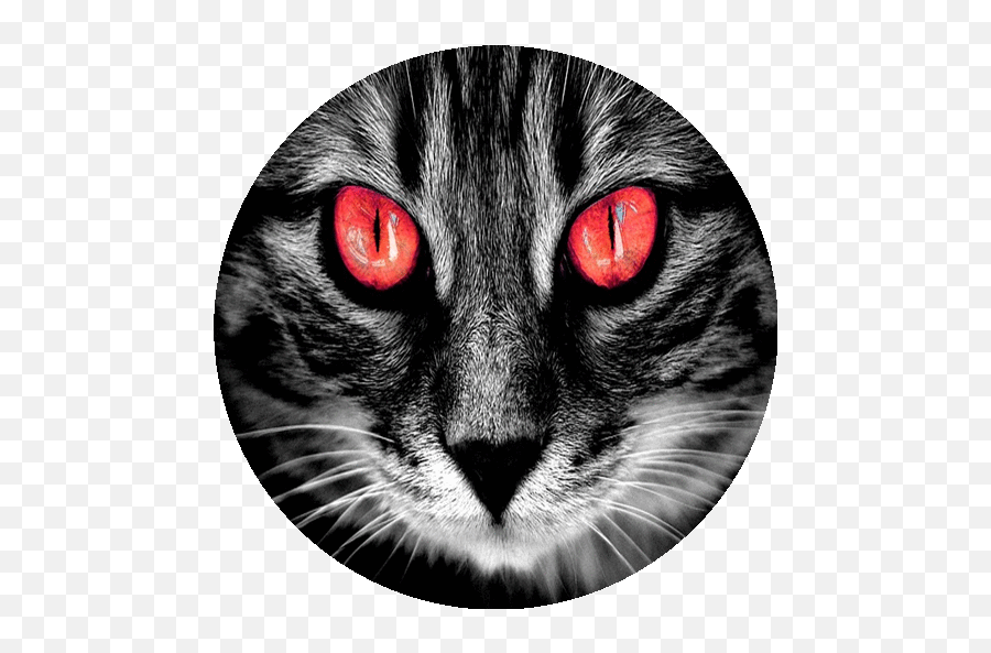 Creepy Horror Stories - Cats With Red Eyes Png,Creepy Eye Png