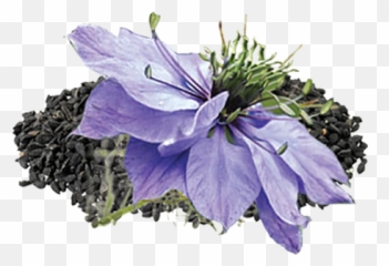 Black Cumin Seed Oil - Vegetable Oils Black Onion Seed Png,Seed Png