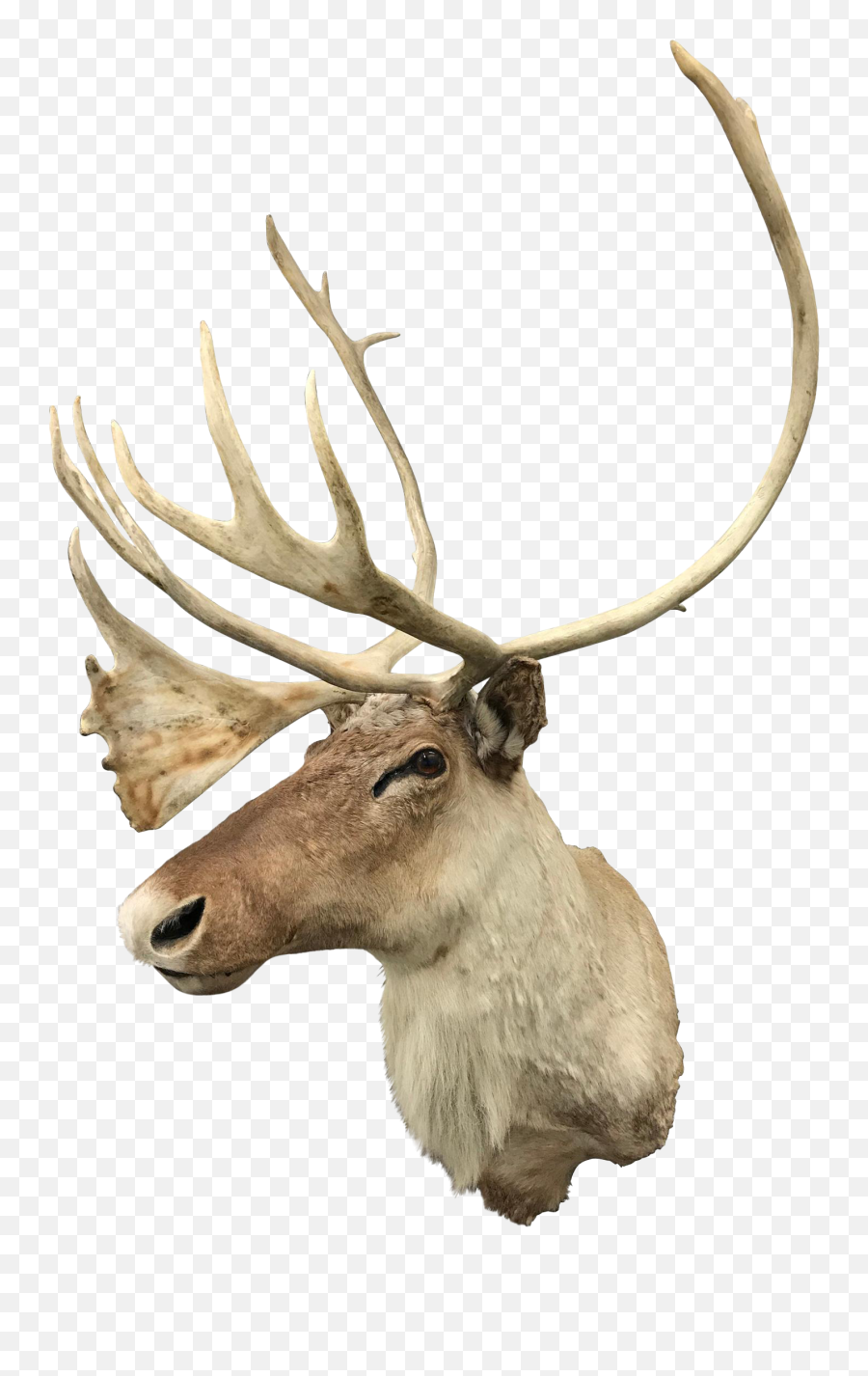 20th Century North American Caribou Mount - Elk Png,Caribou Png