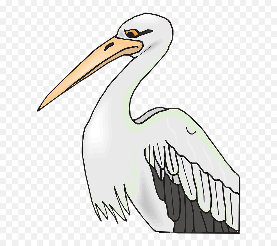Pelican Bird Grey - Free Vector Graphic On Pixabay Beak Clipart Png,Pelican Png